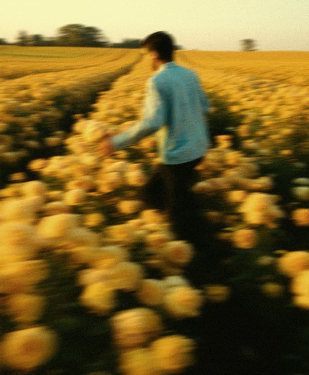 Marco Vincit, Marco Vincit Rosas Amarelas - Visão Borrada, Ensaio Fotografico