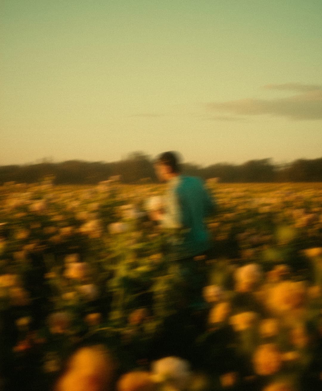 Marco Vincit, Marco Vincit Rosas Amarelas - Visão Borrada, Ensaio Fotografico
