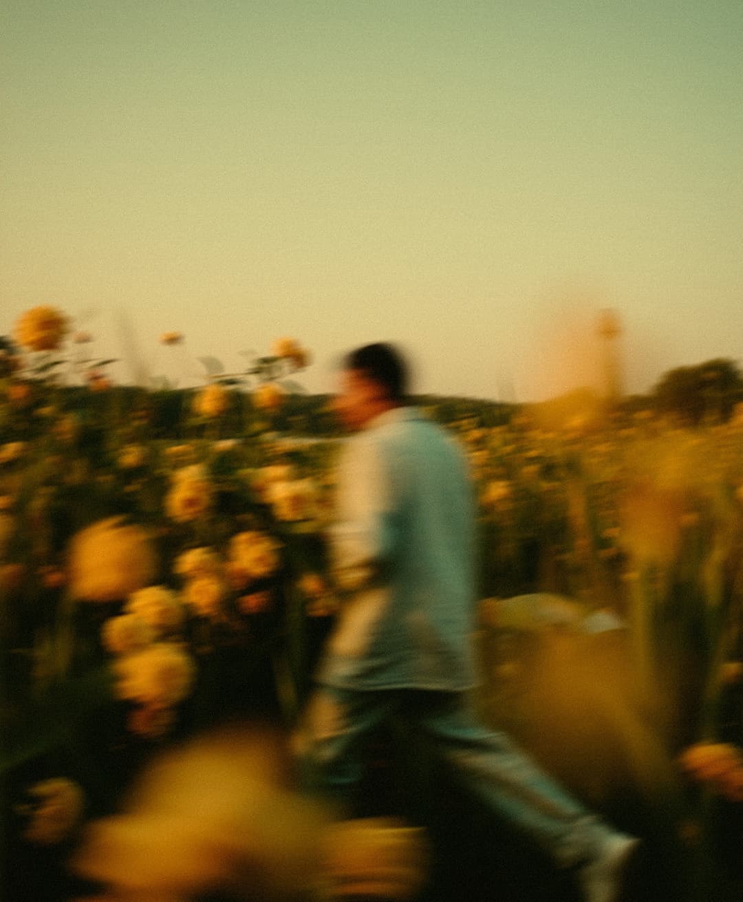 Marco Vincit, Marco Vincit Rosas Amarelas - Visão Borrada, Ensaio Fotografico