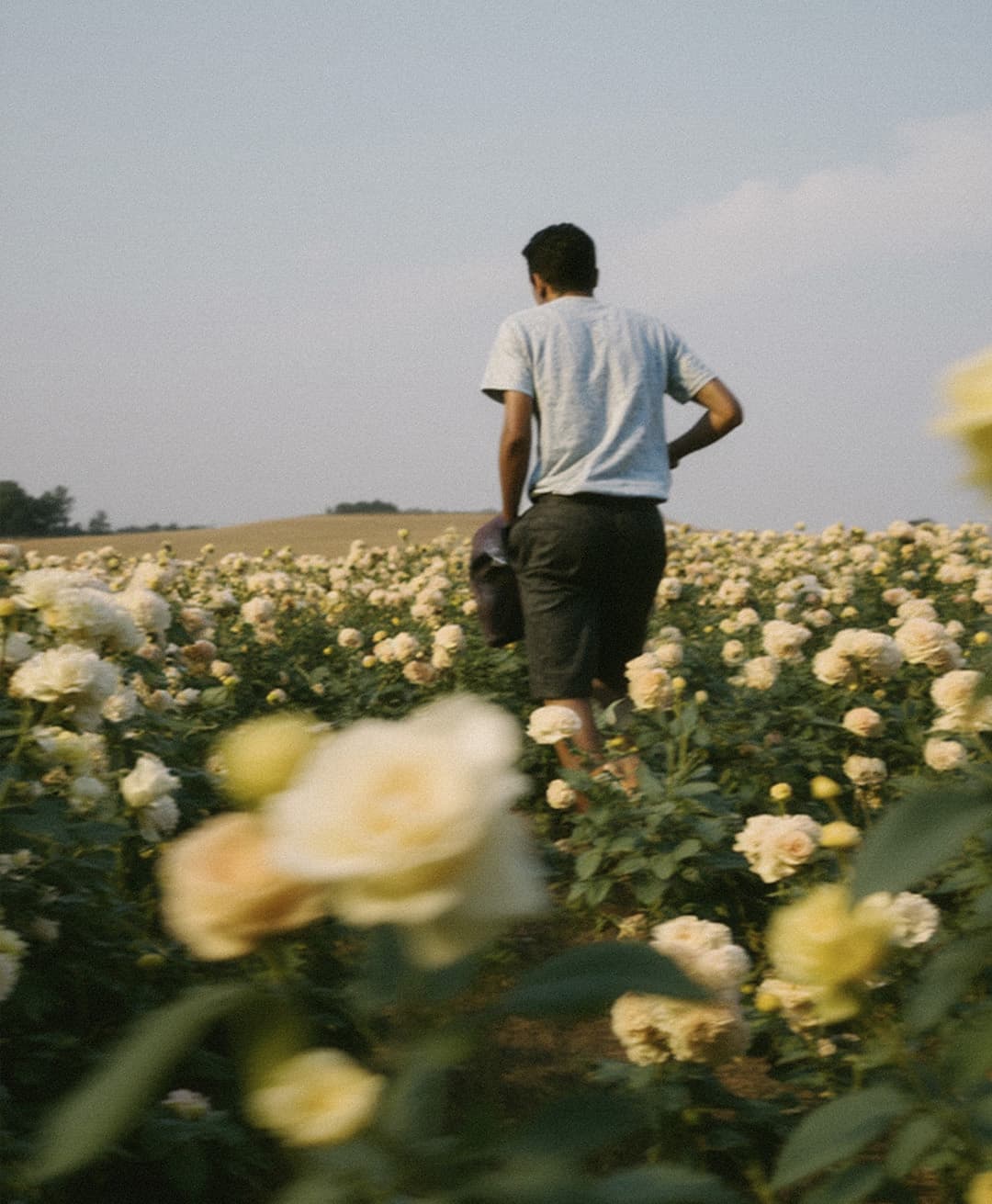 Marco Vincit, Marco Vincit Rosas Amarelas - Visão Borrada, Ensaio Fotografico