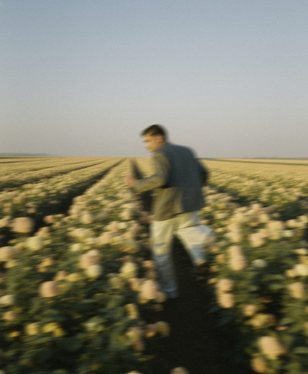 Marco Vincit, Marco Vincit Rosas Amarelas - Visão Borrada, Ensaio Fotografico