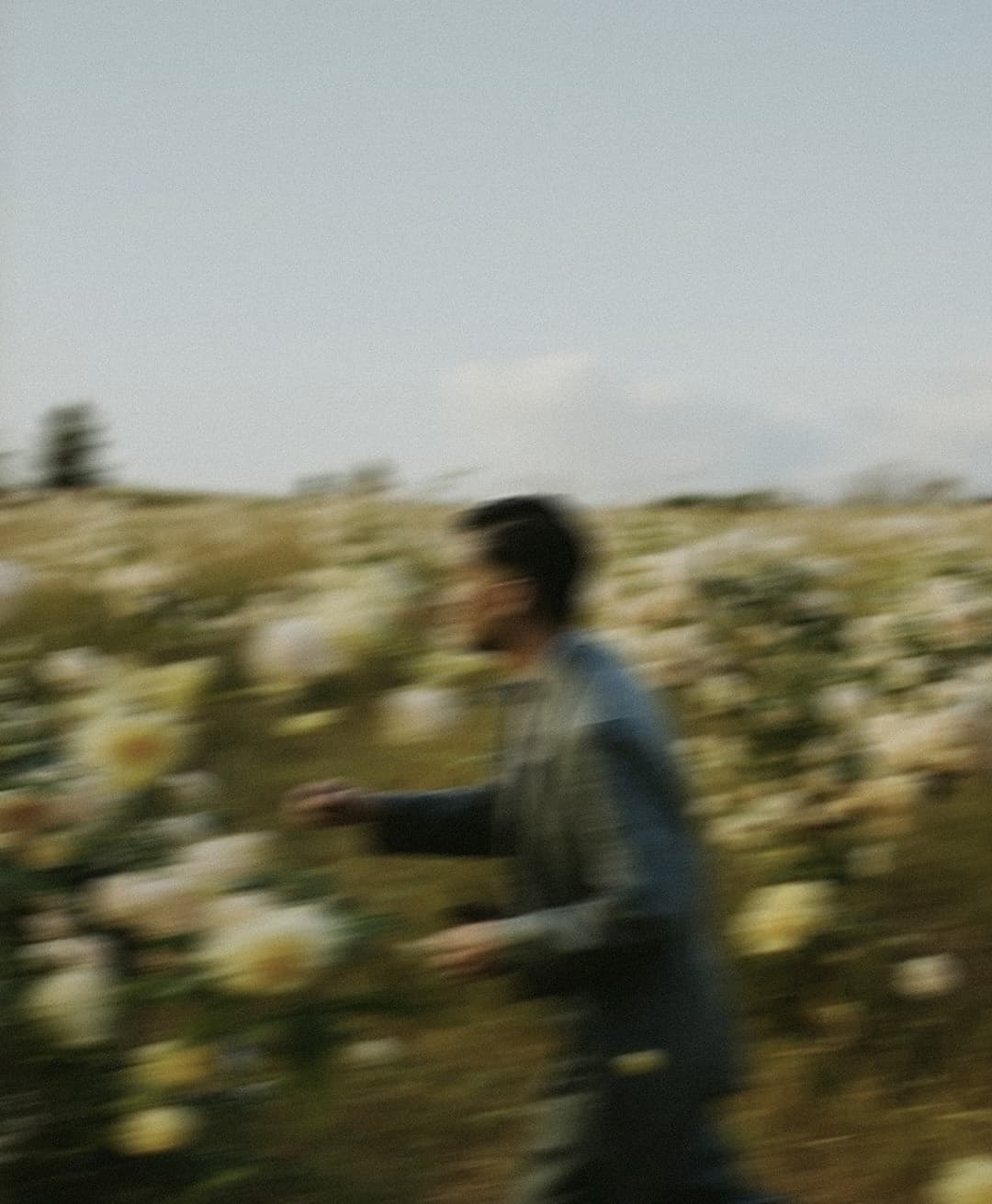 Marco Vincit, Marco Vincit Rosas Amarelas - Visão Borrada, Ensaio Fotografico