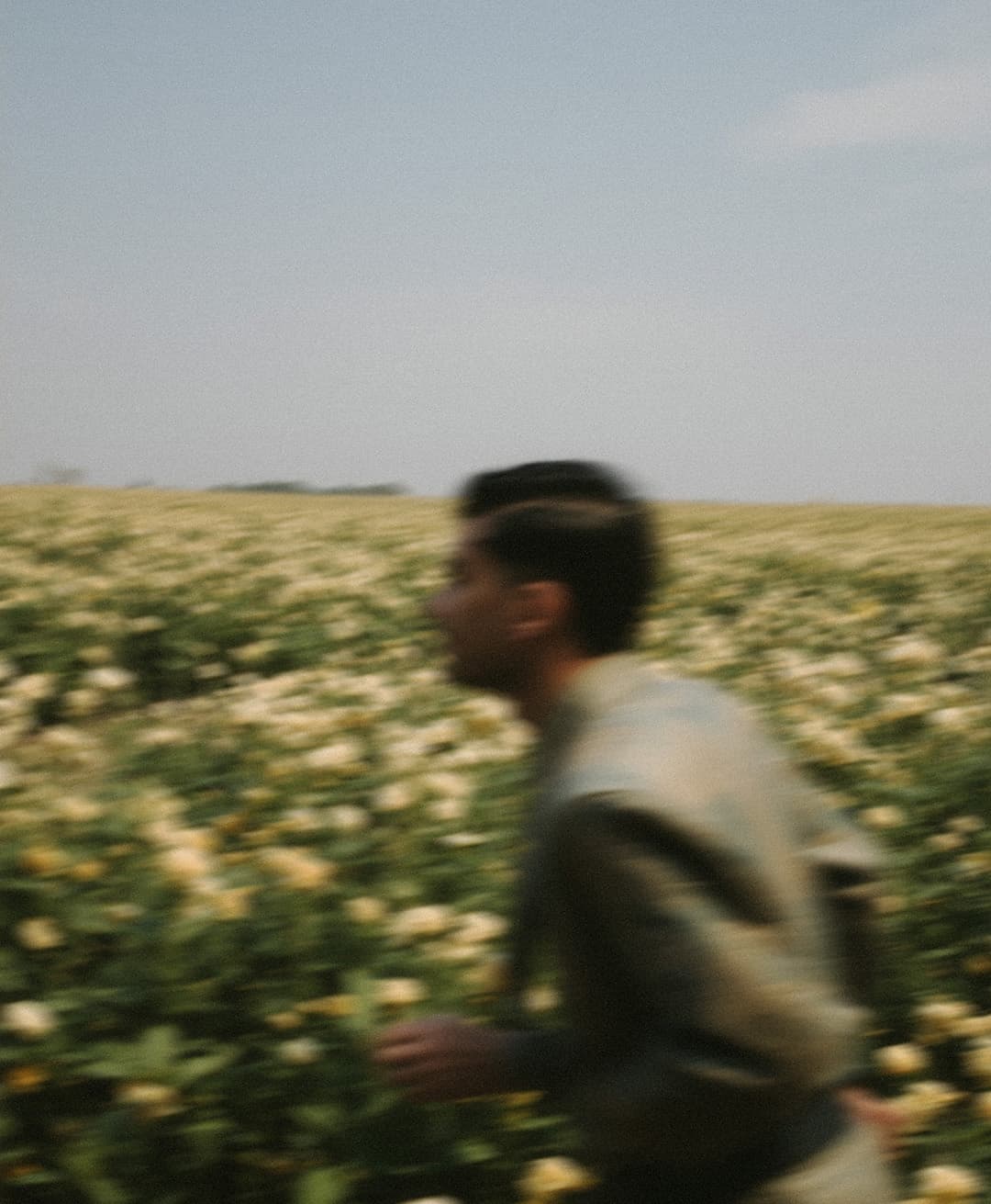 Marco Vincit, Marco Vincit Rosas Amarelas - Visão Borrada, Ensaio Fotografico