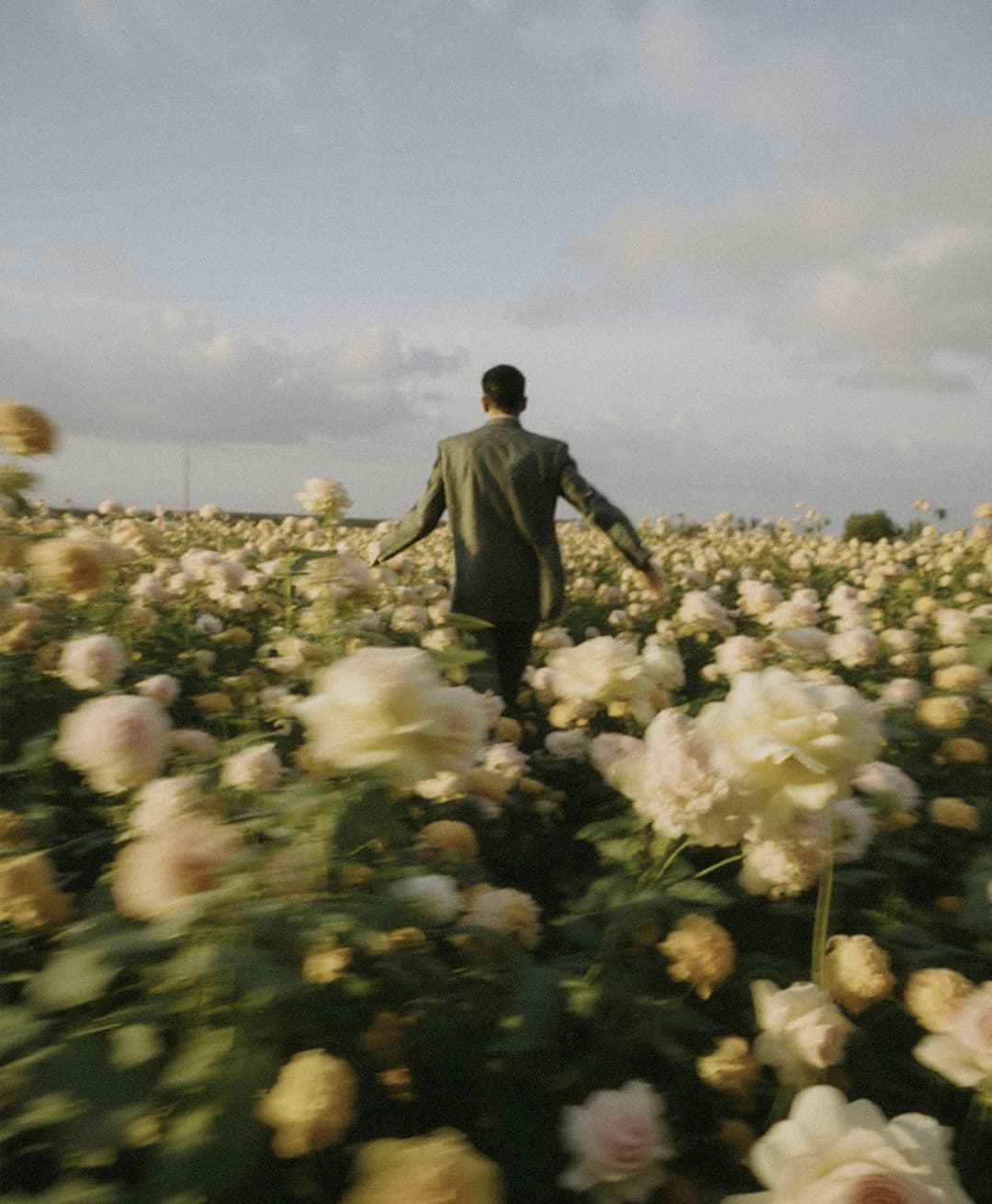 Marco Vincit, Marco Vincit Rosas Amarelas - Visão Borrada, Ensaio Fotografico