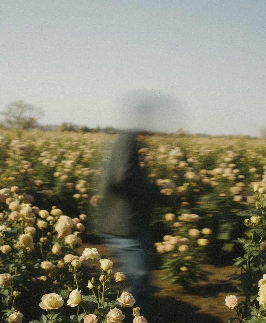 Marco Vincit, Marco Vincit Rosas Amarelas - Visão Borrada, Ensaio Fotografico