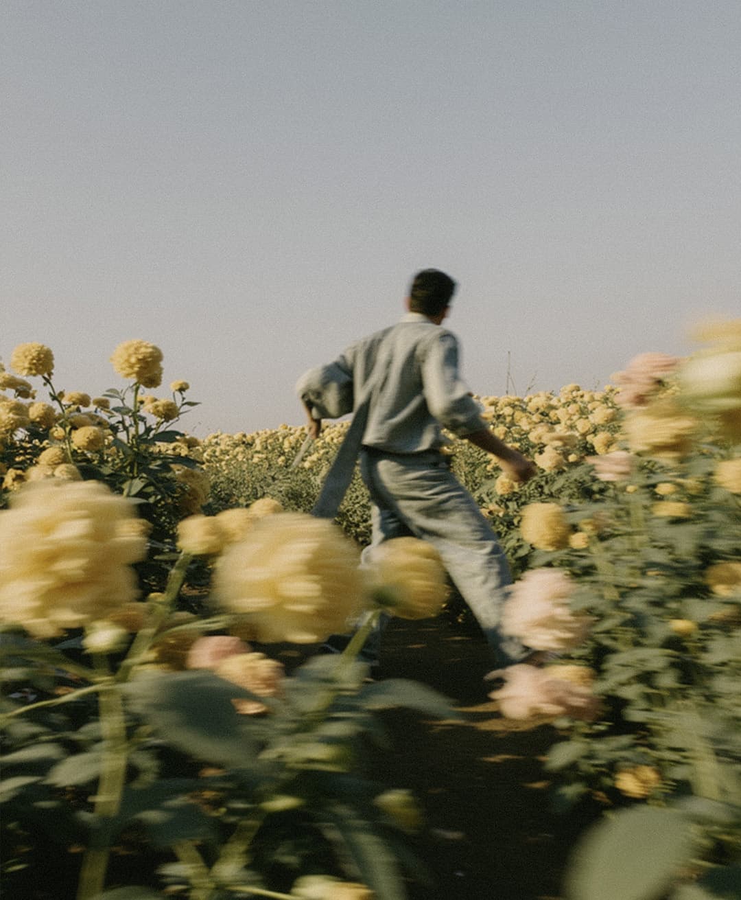 Marco Vincit, Marco Vincit Rosas Amarelas - Visão Borrada, Ensaio Fotografico