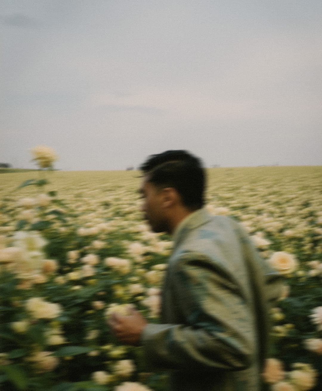 Marco Vincit, Marco Vincit Rosas Amarelas - Visão Borrada, Ensaio Fotografico