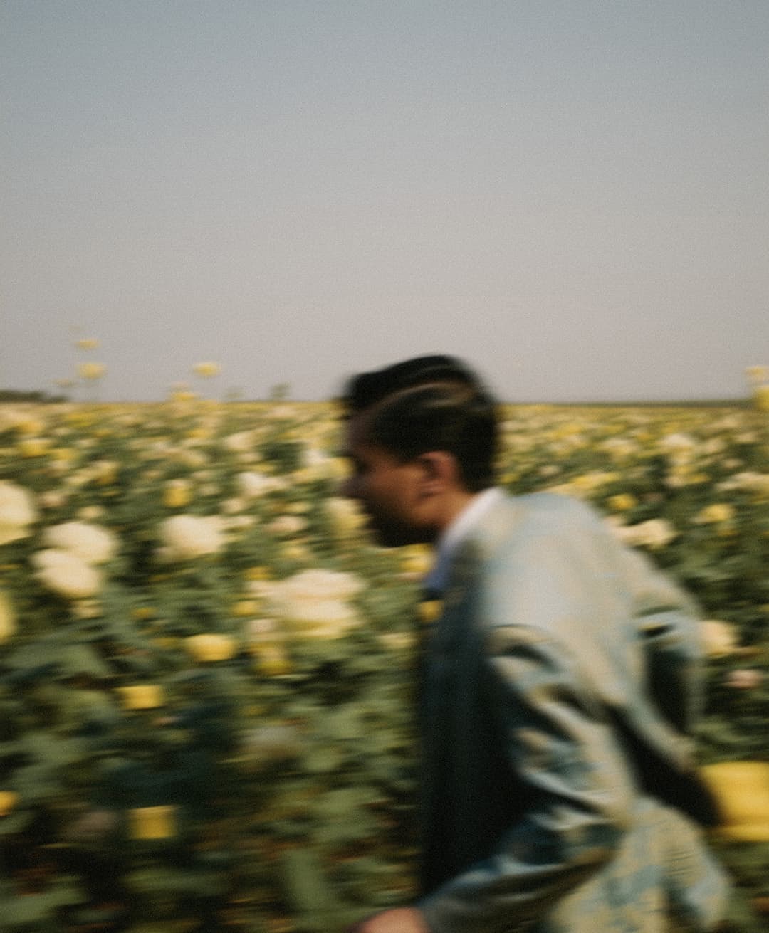 Marco Vincit, Marco Vincit Rosas Amarelas - Visão Borrada, Ensaio Fotografico